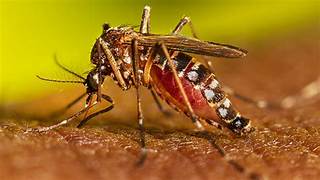  Dengue: Gobierno oficializa emergencia sanitaria